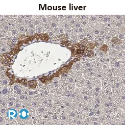 CXCR1 antibody [HL2674]